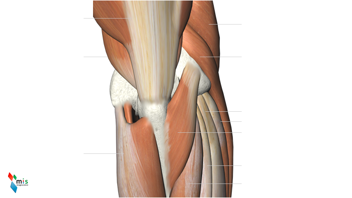 Muscoli del Gomito - apparato muscolare