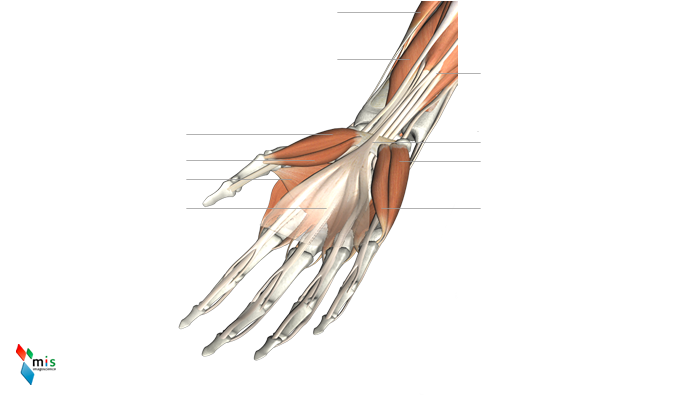 Muscoli della Mano - apparato muscolare