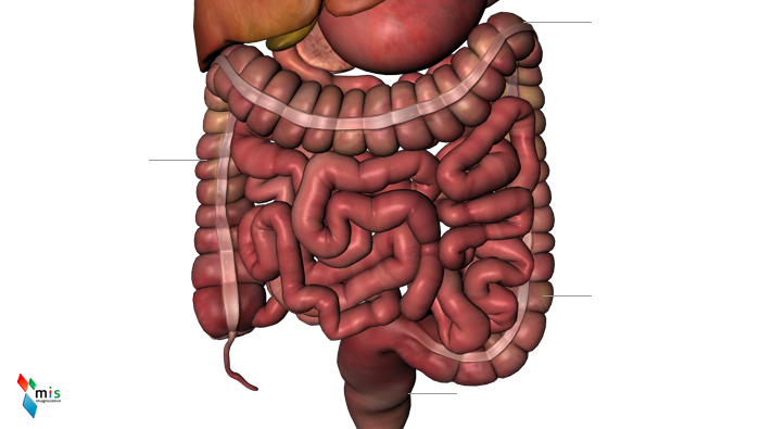 Colon - organi