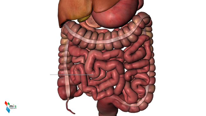 Intestino Tenue - organi