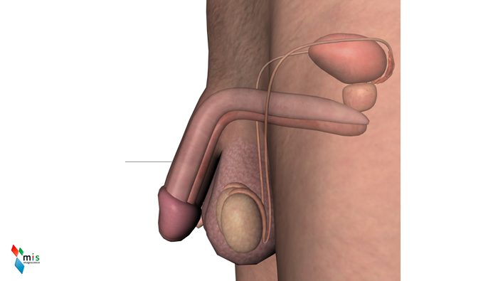 Pene - organi