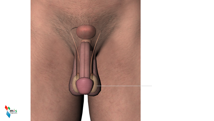 Testicolo - organi