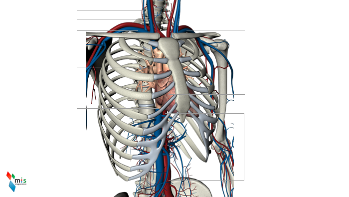 Vena Cava Superiore - apparato circolatorio