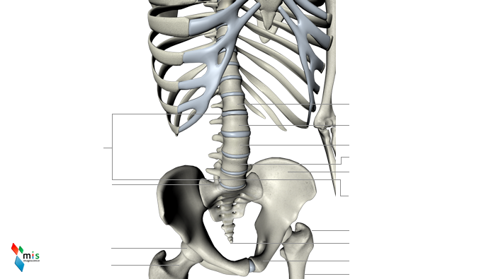 Colonna Vertebrale - apparato scheletrico
