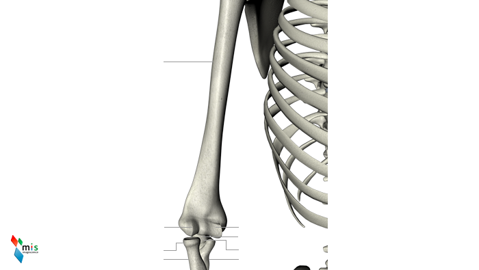 Braccio - apparato scheletrico