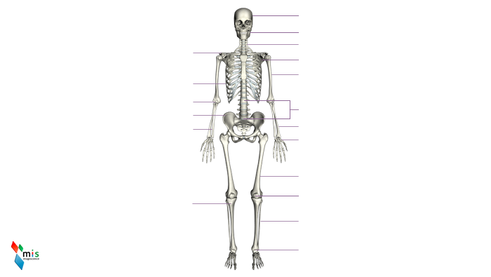  - apparato scheletrico