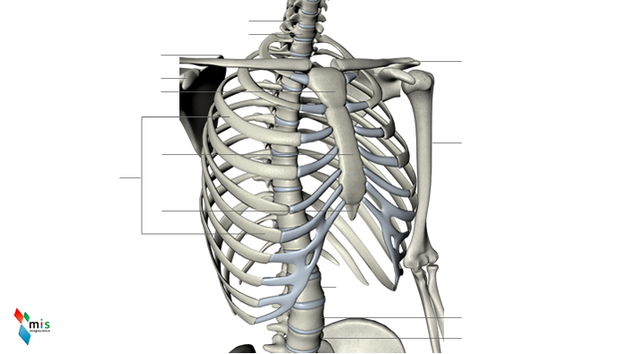 Atlante Anatomico - apparato scheletrico - ABCsalute