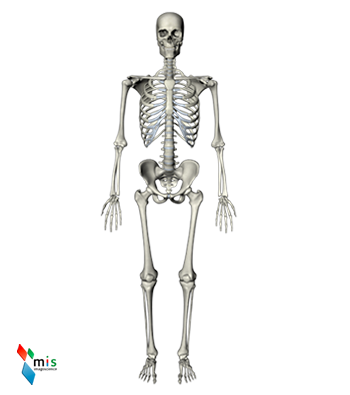 Atlante Anatomico - apparato scheletrico - ABCsalute