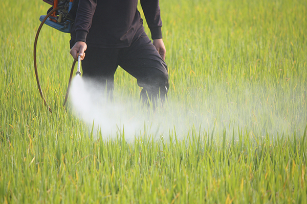 Il glifosato è cancerogeno? Improbabile per OMS e FAO, sì per AIRC