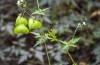 Cardiospermum halicacabum: cortisone naturale