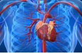Flutter e fibrillazione anomalie del ritmo cardiaco