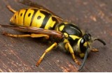 Allergia agli insetti: allergia al veleno secreto dalle punture di insetti