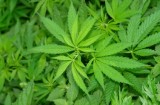 Marijuana, la sostanza stupefacente più diffusa al mondo