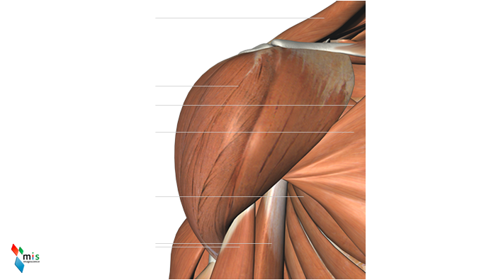 Muscoli della Spalla - apparato muscolare