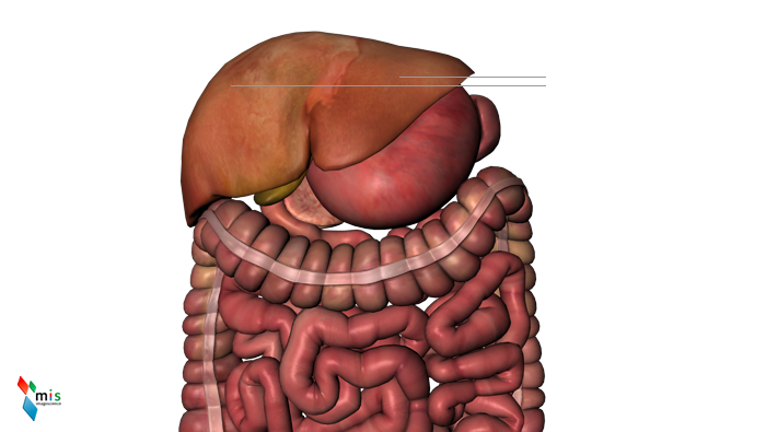 Fegato - organi