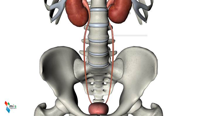 Uretere - organi